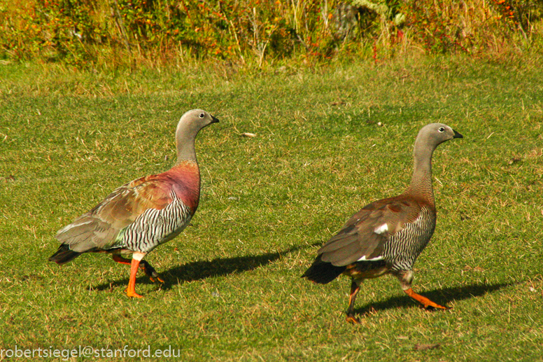 ashy-headed goose